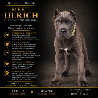 Ulrich - The Confident Guardian