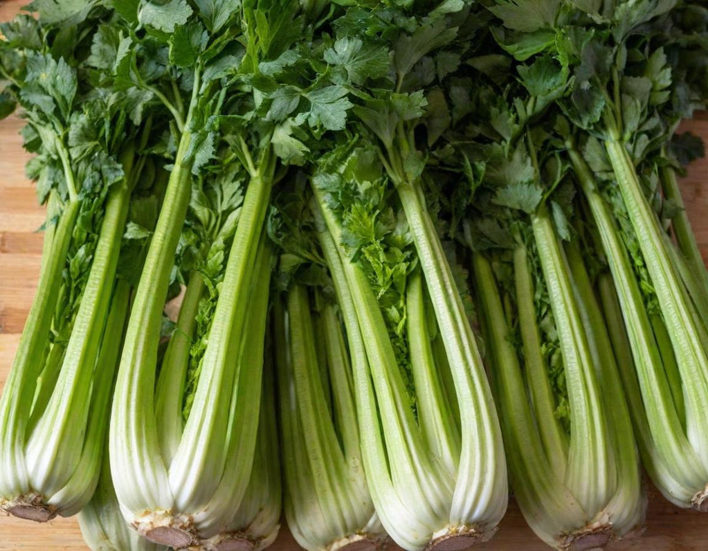 Utah 52-70 Celery