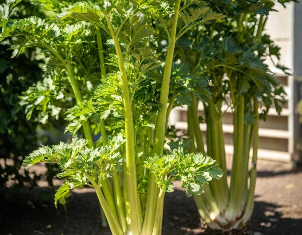 Utah 52-70 Celery