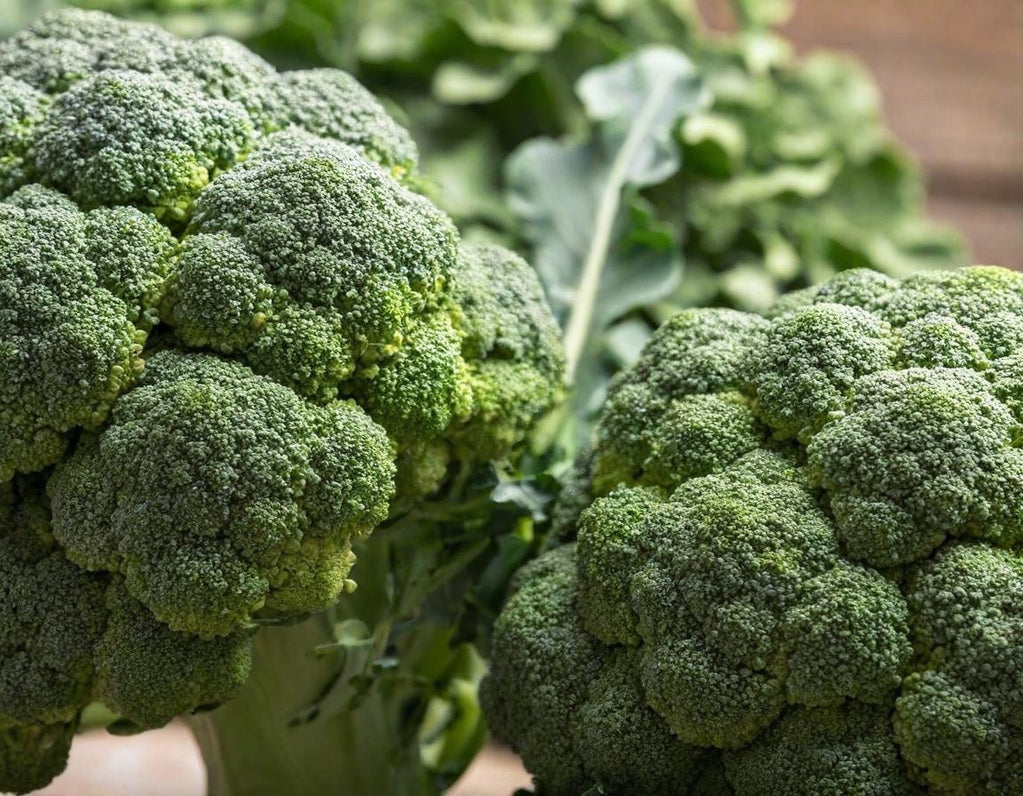 Waltham 29 Broccoli