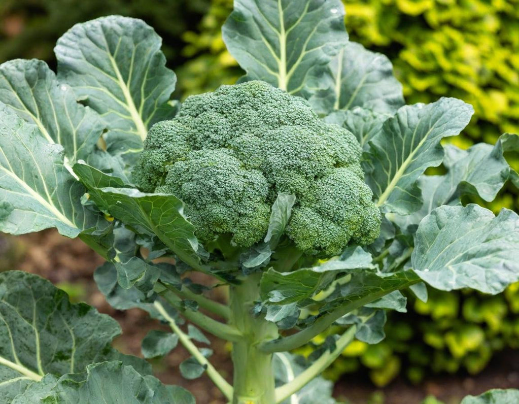 Waltham 29 Broccoli