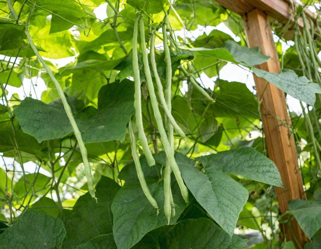 Oriental Yard Long Beans