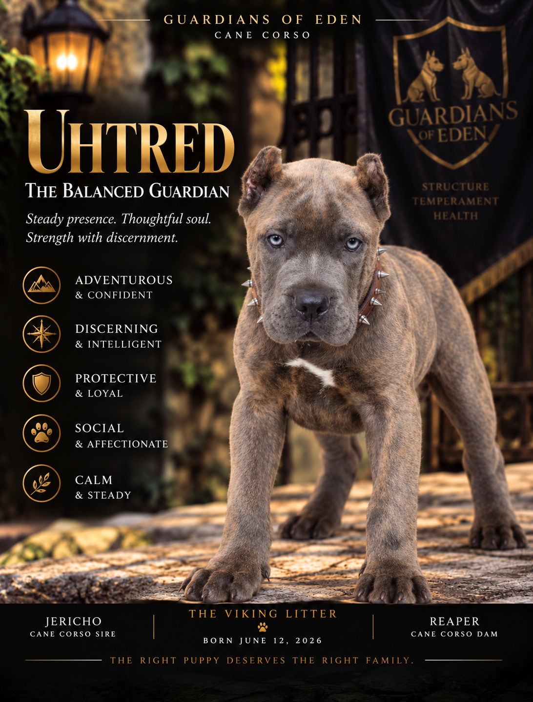 Uhtred - The Balanced Guardian