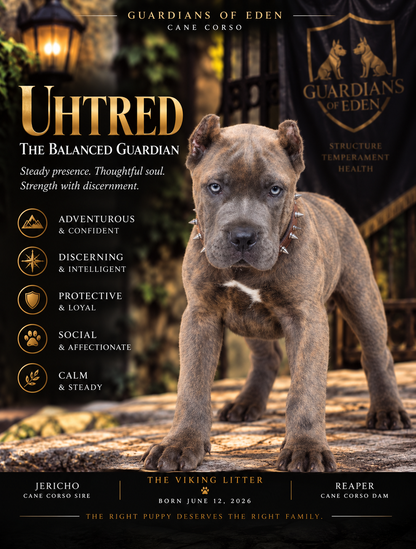 Uhtred - The Balanced Guardian
